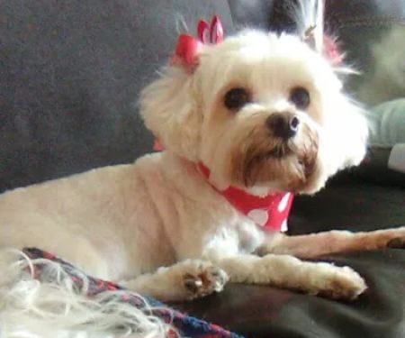 7 Seas Pet Care Center
