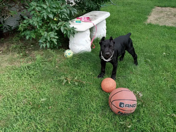 Second Chance Community Veterinary Hospital Picture 8