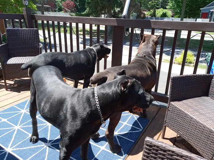 Second Chance Community Veterinary Hospital Picture 2