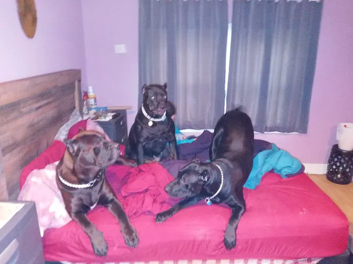 Second Chance Community Veterinary Hospital Picture 4