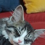 Second Chance Community Veterinary Hospital