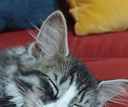 Second Chance Community Veterinary Hospital