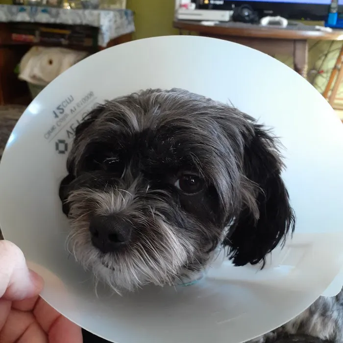 Second Chance Community Veterinary Hospital Picture 10