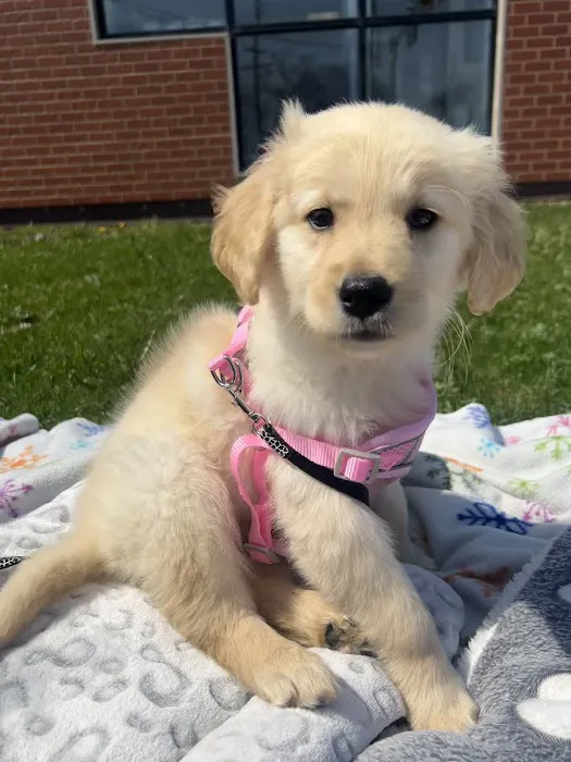 The Puppy Emporium Picture 6