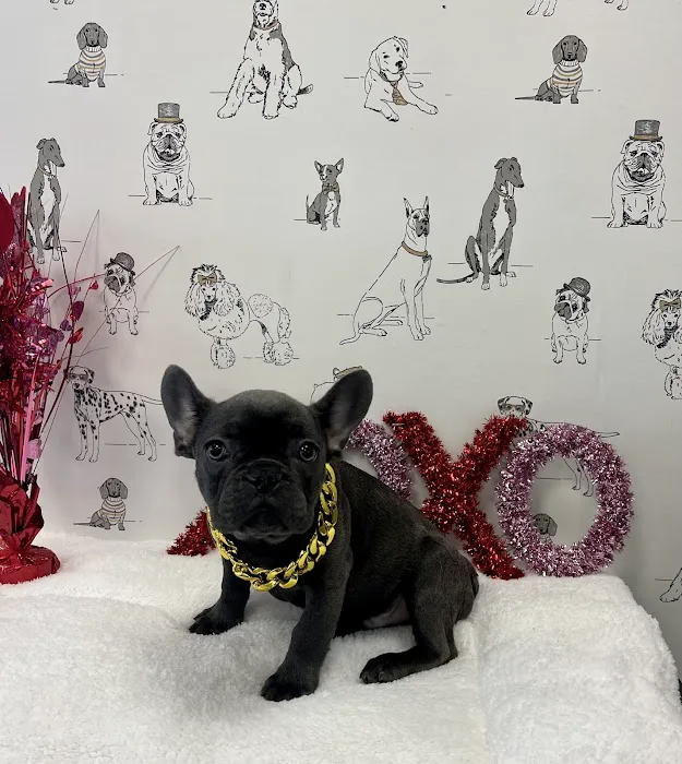 The Puppy Emporium Picture 10