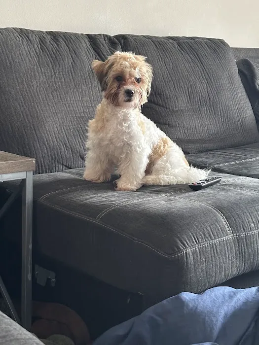 The Puppy Emporium Picture 3