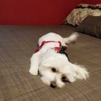 East Springfield Veterinary Hospital ico