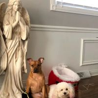 Pet Planet International ico