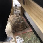 CEF Pets
