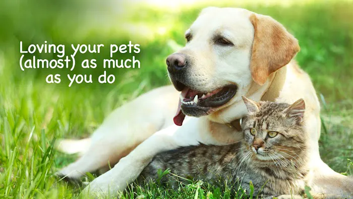 Agawam Animal Hospital Picture 2