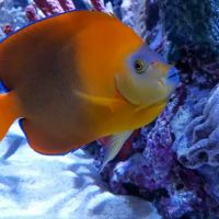 Sealife Services ico
