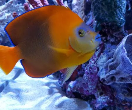 Sealife Services
