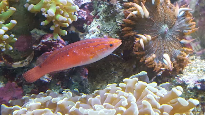 Sealife Services Picture 8