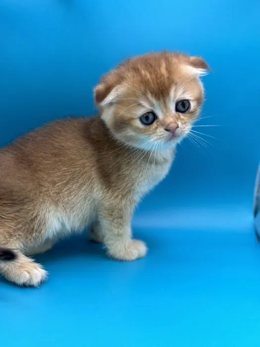 Roses Scottish Fold Cattery & Luxury Cats Picture 1