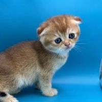 Roses Scottish Fold Cattery & Luxury Cats ico