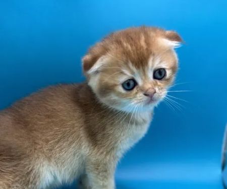 Roses Scottish Fold Cattery & Luxury Cats