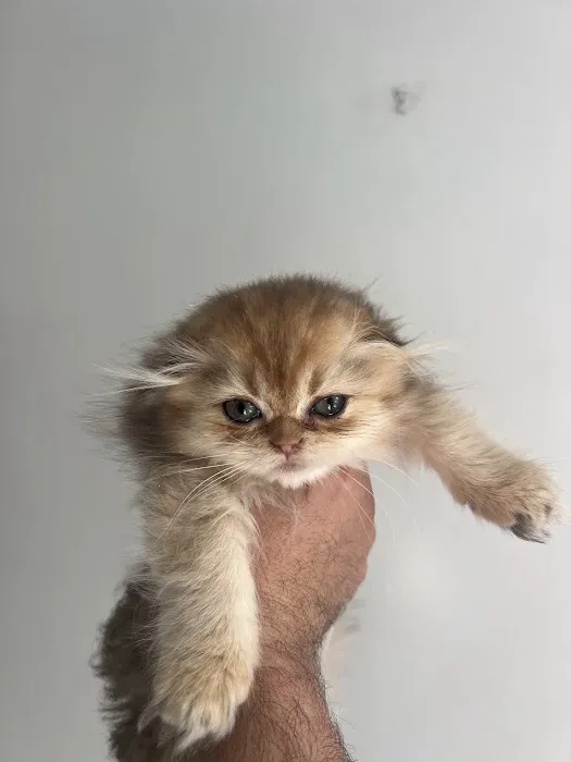 Roses Scottish Fold Cattery & Luxury Cats Picture 2