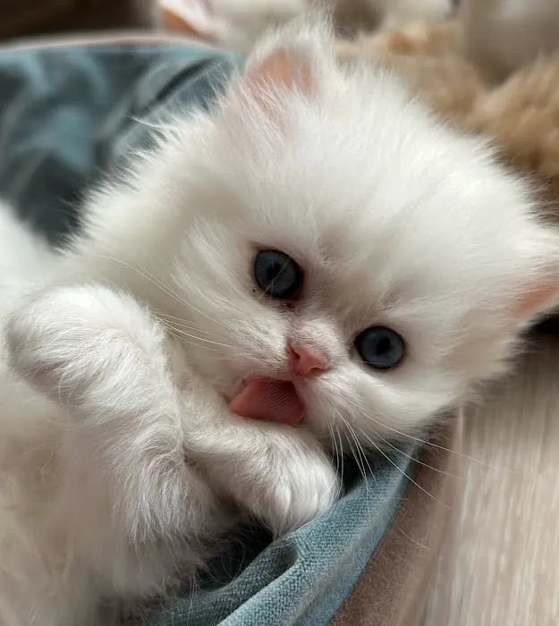 Roses Scottish Fold Cattery & Luxury Cats Picture 7