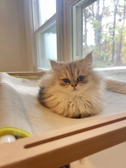 Roses Scottish Fold Cattery & Luxury Cats Picture 8