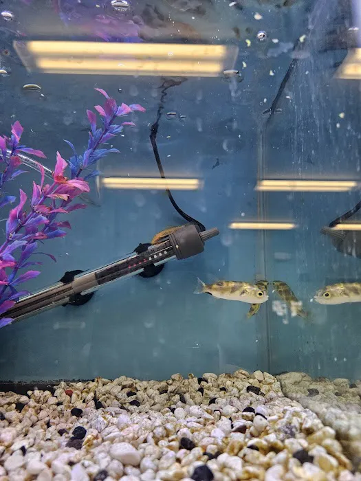 Fish and Friends Pets Picture 2