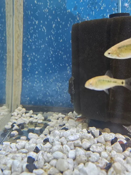 Fish and Friends Pets Picture 1