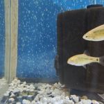 Fish and Friends Pets