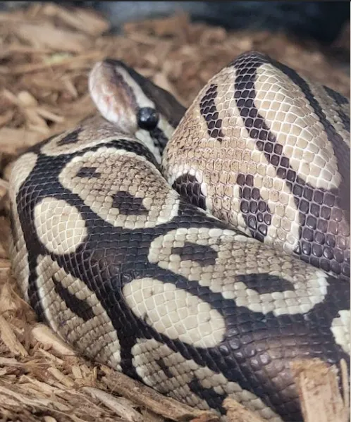 Fish and Friends Pets Picture 9