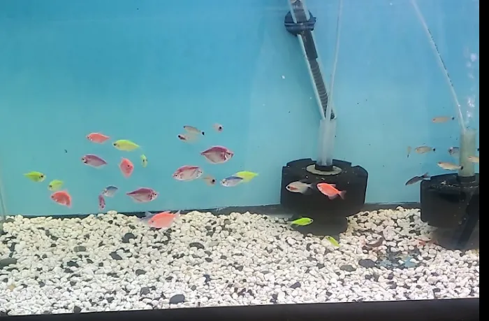 Fish and Friends Pets Picture 10