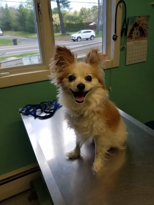 Mill Valley Veterinary Clinic Picture 3