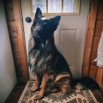 Mill Valley Veterinary Clinic