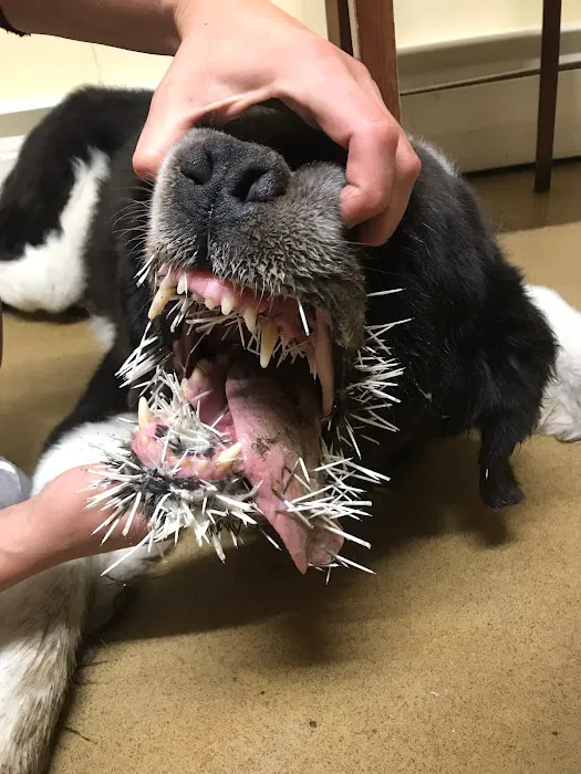 Mill Valley Veterinary Clinic Picture 9