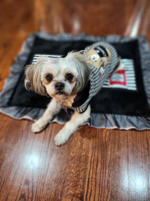 PetTee Apparel - Where Pets Come to Shop Picture 1