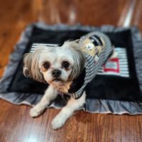 PetTee Apparel - Where Pets Come to Shop ico