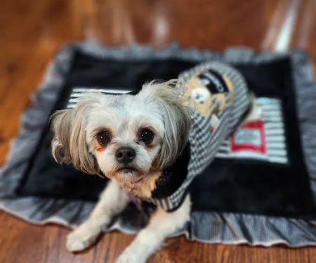 PetTee Apparel - Where Pets Come to Shop