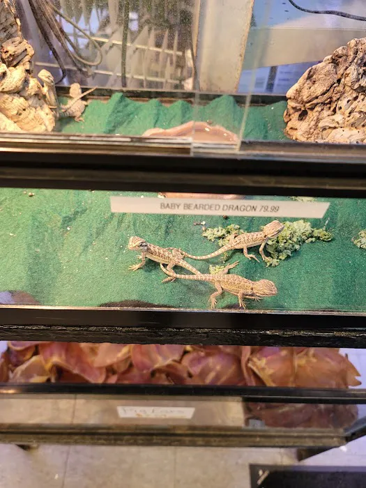 Animal Island Pet Shop Picture 7