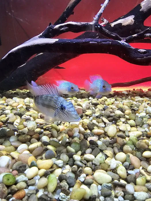 Animal Island Pet Shop Picture 2