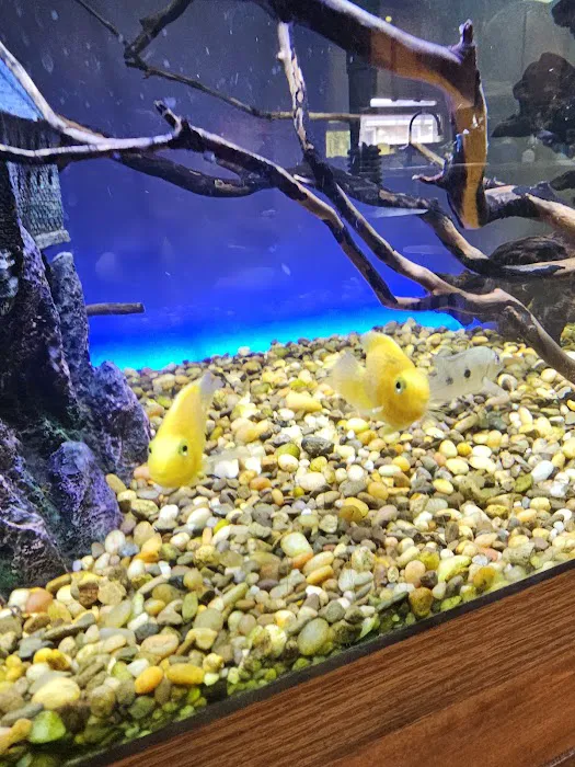 Animal Island Pet Shop Picture 3