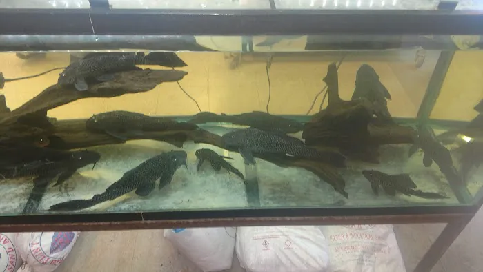 Animal Island Pet Shop Picture 5