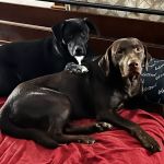 PetVet Vaccination Clinic