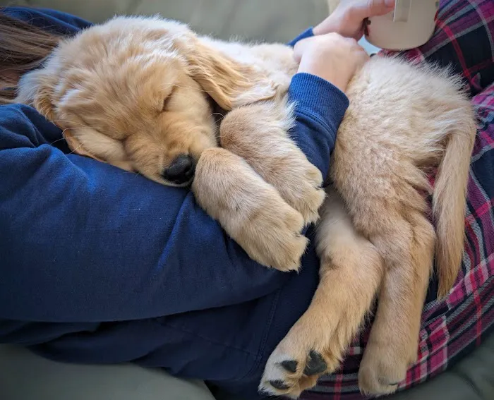 PetVet Vaccination Clinic Picture 4