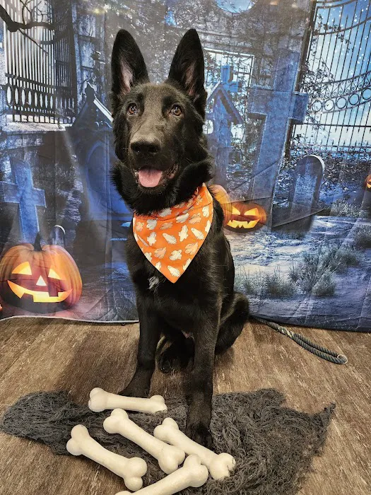 The Barketplace Picture 2