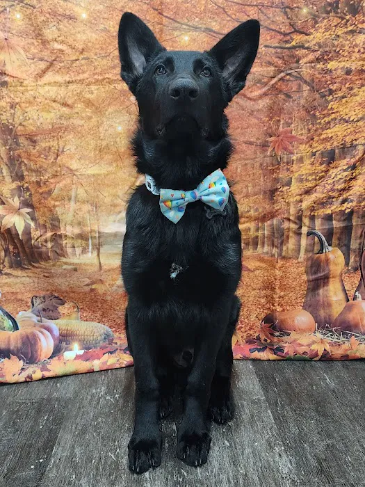 The Barketplace Picture 5