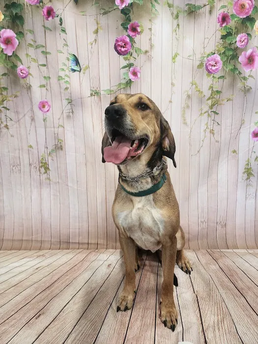 The Barketplace Picture 9