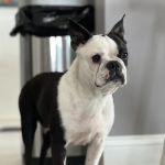 Belchertown Veterinary Hospital