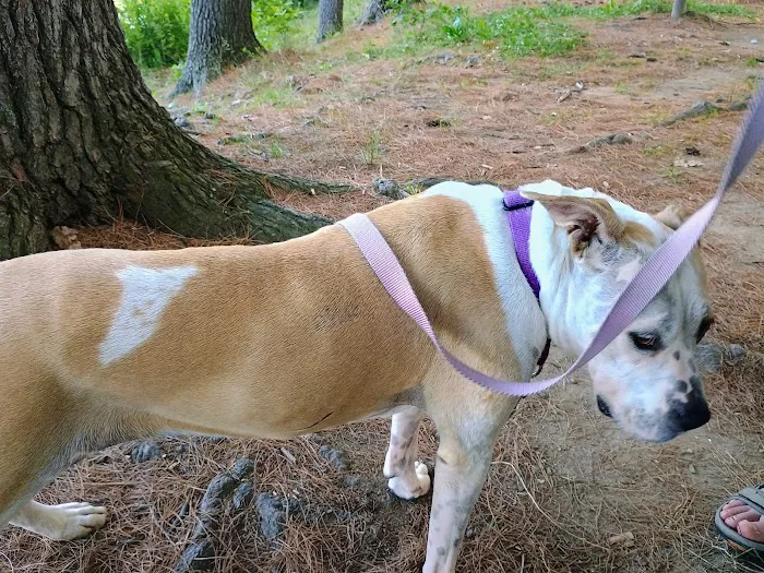 Belchertown Veterinary Hospital Picture 2