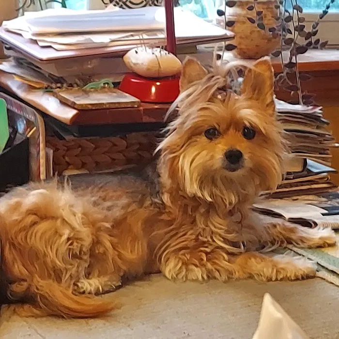 Mass Veterinary Services Inc Picture 2