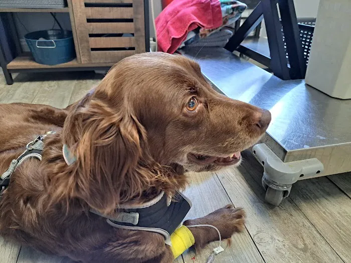 Mass Veterinary Services Inc Picture 1