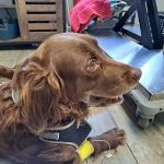 Mass Veterinary Services Inc