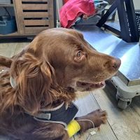 Mass Veterinary Services Inc ico