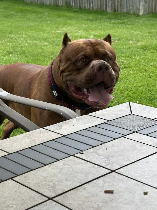 Mass Veterinary Services Inc Picture 7